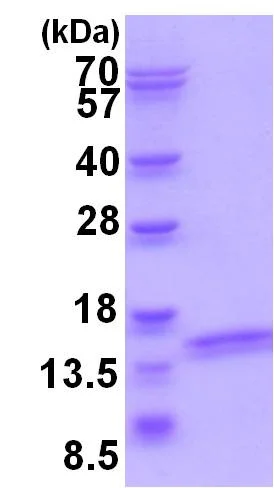 SDS-PAGE - Recombinant Human ATP6V1F protein (AB202196)