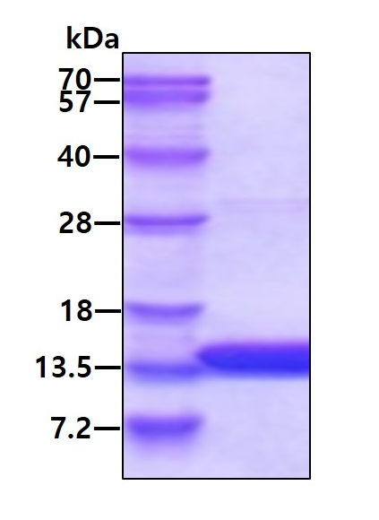 SDS-PAGE - Recombinant Human ATPase Inhibitory Factor 1/IF1 protein (His tag N-Terminus) (AB130030)