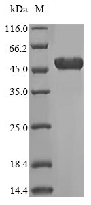 SDS-PAGE - Recombinant Human ATPB protein (Tagged) (AB235856), expandable thumbnail