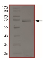SDS-PAGE - Recombinant Human ATR protein (AB204140)