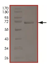 SDS-PAGE - Recombinant Human ATR protein (AB204140)