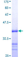 SDS-PAGE - Recombinant Human ATRX protein (GST tag N-Terminus) (AB152218)