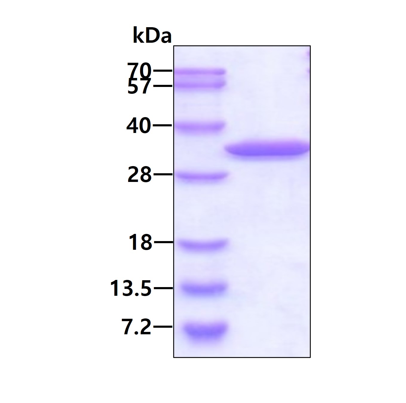 SDS-PAGE - Recombinant Human AUH protein (His tag N-Terminus) (AB101821)