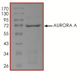 SDS-PAGE - Recombinant human Aurora A protein (Active) (AB268355)
