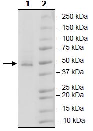 SDS-PAGE - Recombinant human Aurora A protein (Active) (AB271368), expandable thumbnail