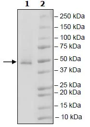 SDS-PAGE - Recombinant human Aurora A protein (Active) (His tag N-Terminus) (AB271368)