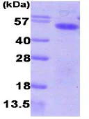 SDS-PAGE - Recombinant Human Aurora A protein (AB86846)