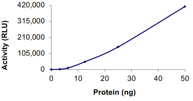 Functional Studies - Recombinant human Aurora B (mutated G160L) protein (Active) (AB268356)