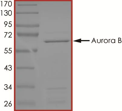 SDS-PAGE - Recombinant human Aurora B protein (AB51435)