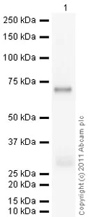 Western blot - Recombinant human Aurora B protein (AB51435)