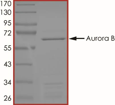 SDS-PAGE - Recombinant human Aurora B protein (GST tag N-Terminus) (AB51435)
