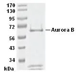 SDS-PAGE - Recombinant human Aurora B protein (GST tag N-Terminus) (AB51435)