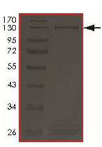 SDS-PAGE - Recombinant Human Axin 2 protein (GST tag N-Terminus) (AB204097)