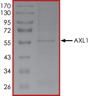 SDS-PAGE - Recombinant human Axl protein (AB167950)