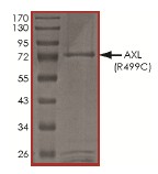 SDS-PAGE - Recombinant human Axl protein (AB167950), expandable thumbnail