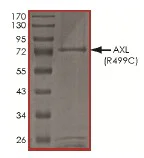 SDS-PAGE - Recombinant human Axl protein (AB167950)