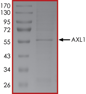 SDS-PAGE - Recombinant human Axl protein (AB64298), expandable thumbnail