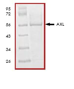 SDS-PAGE - Recombinant human Axl protein (AB64298)