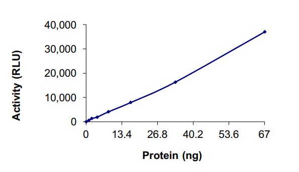 Recombinant human B19 protein (Active)