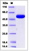 SDS-PAGE - Recombinant Human B3GALTL protein (His tag) (AB276604), expandable thumbnail