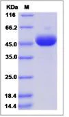 SDS-PAGE - Recombinant Human B3GNT protein (His tag) (AB276629)