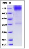 SDS-PAGE - Recombinant Human B3GNT1 protein (Fc Chimera) (AB276391)