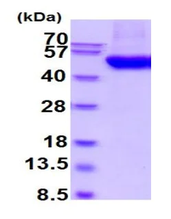 SDS-PAGE - Recombinant Human B3GNT1 protein (His tag) (AB219461)