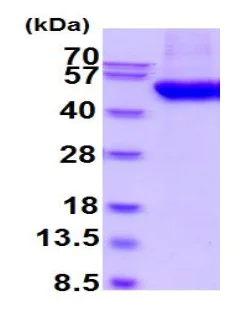 SDS-PAGE - Recombinant Human B3GNT1 protein (His tag C-Terminus) (AB219461)