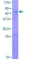 Recombinant Human B4GALNT1 protein