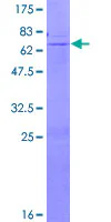 SDS-PAGE - Recombinant Human B4GALNT1 protein (GST tag N-Terminus) (AB158490)