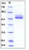 SDS-PAGE - Recombinant Human B4GALT1 protein (His tag) (AB276372)