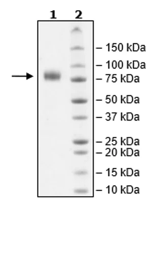 SDS-PAGE - Recombinant Human B7-H6 protein (Biotin) (Fc tag C-Terminus + Avi tag C-Terminus) (AB271383)