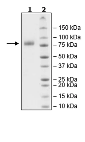 SDS-PAGE - Recombinant Human B7-H6 protein (Fc tag C-Terminus + Avi tag C-Terminus) (AB271382)