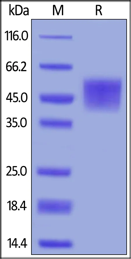 SDS-PAGE - Recombinant human B7H4 protein (AB191634)