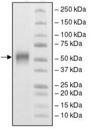 SDS-PAGE - Recombinant Human B7H4 protein (Biotin) (His tag C-Terminus + Avi tag C-Terminus) (AB198650)