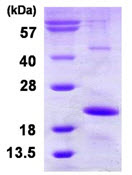 SDS-PAGE - Recombinant Human b9HSP protein (His tag N-Terminus) (AB124569)