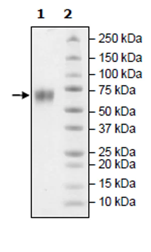 SDS-PAGE - Recombinant human BACE1 protein (Active) (AB271386)