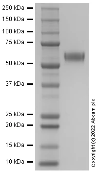 SDS-PAGE - Recombinant Human BACE1 Protein (Active) (AB290084)