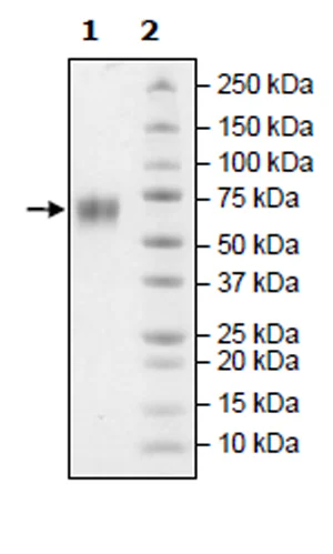 SDS-PAGE - Recombinant human BACE1 protein (Active) (His tag C-Terminus) (AB271386)