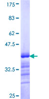 Recombinant Human BACH1.3 protein