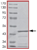 Recombinant Human Bad protein