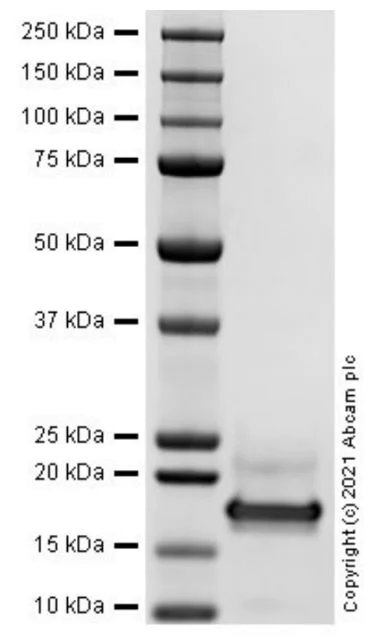 SDS-PAGE - Recombinant Human BAFF protein (Active) (AB283485)