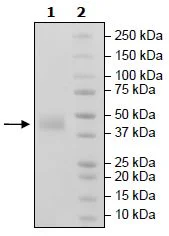 SDS-PAGE - Recombinant Human BAFF-R protein (Biotin) (Fc tag C-Terminus + Avi tag C-Terminus) (AB271389)