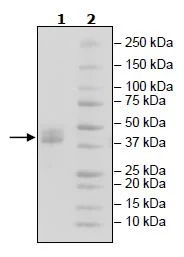 SDS-PAGE - Recombinant Human BAFF-R protein (Fc tag C-Terminus + Avi tag C-Terminus) (AB271388)