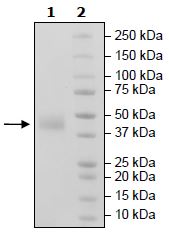 SDS-PAGE - Recombinant Human BAFF-R protein (Tagged) (Biotin) (AB271389)