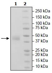 SDS-PAGE - Recombinant Human BAFF-R protein (Tagged) (Biotin) (AB271389)