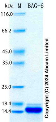 SDS-PAGE - Recombinant Human BAG-6 Protein Standard (His tag) (AB316719), expandable thumbnail
