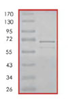 SDS-PAGE - Recombinant Human Bag1 protein (AB85158), expandable thumbnail