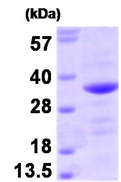 Recombinant Human Bag1 protein