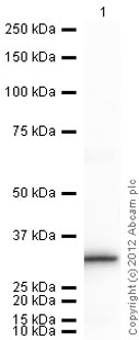 Western blot - Recombinant Human Bag1 protein (Tag Free) (AB93929)